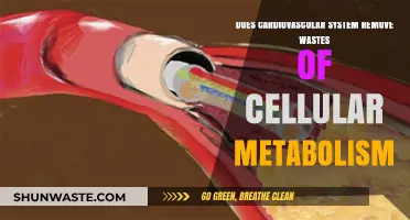 Cardiovascular System's Role in Eliminating Cellular Metabolism Waste Products