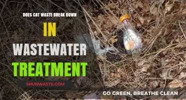 Can Cat Waste Safely Decompose in Wastewater Treatment Systems?