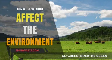 Cattle Flatulence: Uncovering Its Surprising Environmental Impact and Solutions