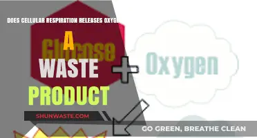 Cellular Respiration: Does Oxygen Emerge as a Waste Product?