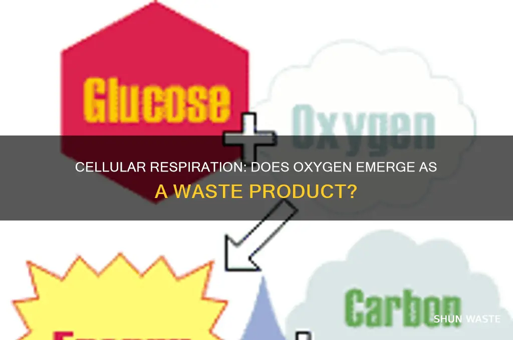 does cellular respiration releases oxygen as a waste product