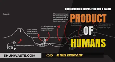 How Cellular Respiration Recycles Human Waste: Unveiling the Oxygen-CO2 Cycle