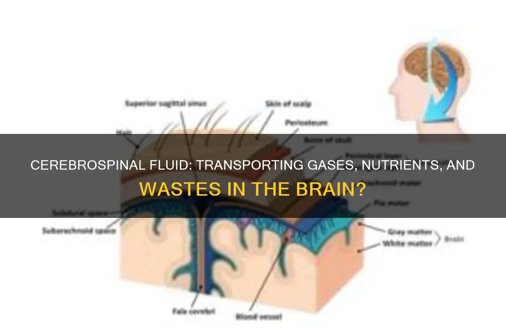 does cerebrospinal fluid carry dissolved gases nutrients and wastes