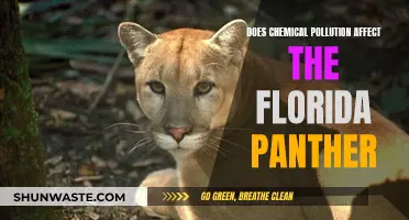 Chemical Pollution's Impact on the Florida Panther