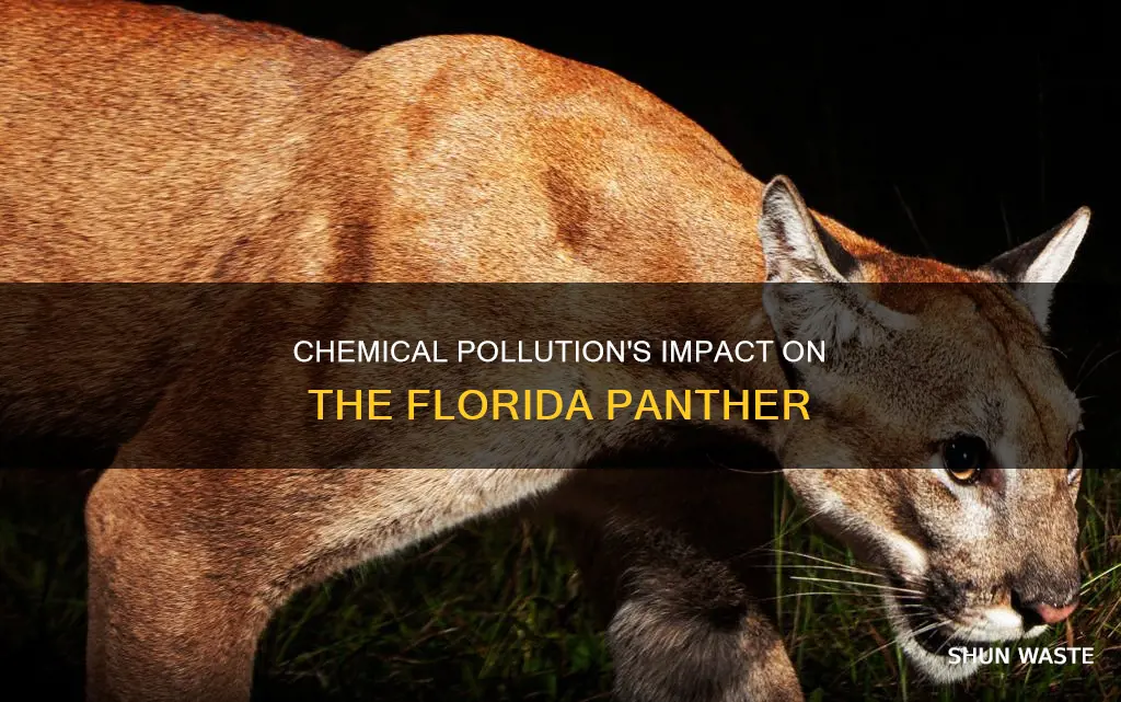 does chemical pollution affect the florida panther