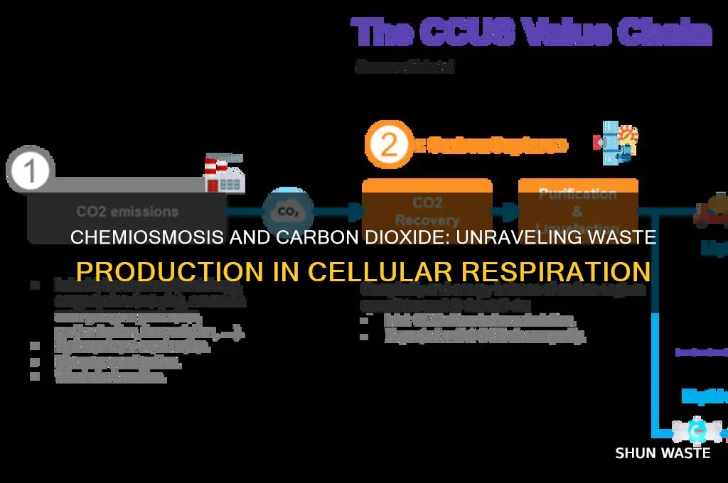 does chemiosmosis release carbon dioxide as waste