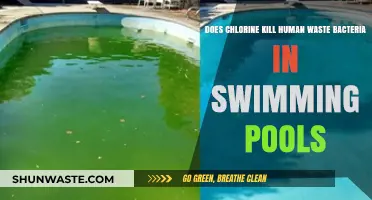 Chlorine's Power: Eliminating Human Waste Bacteria in Swimming Pools?