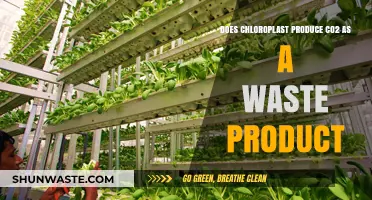 Chloroplasts and CO2: Unraveling the Role of Waste in Photosynthesis