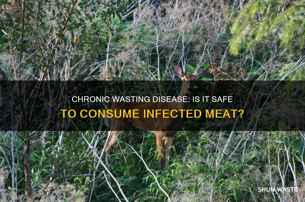 does chronic wasting disease affect the meat