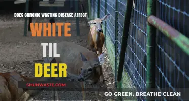 Chronic Wasting Disease: Impact on White-Tailed Deer Populations Explored