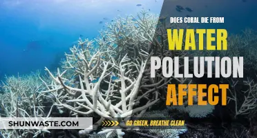 Coral's Bleak Future: Water Pollution's Deadly Impact