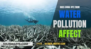 Coral Dye: Impact of Water Pollution on Reefs