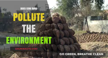 Cow Dung: Environmental Friend or Foe?