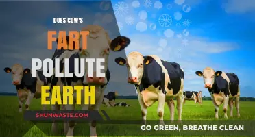 Cow Farts: A Climate Change Conundrum