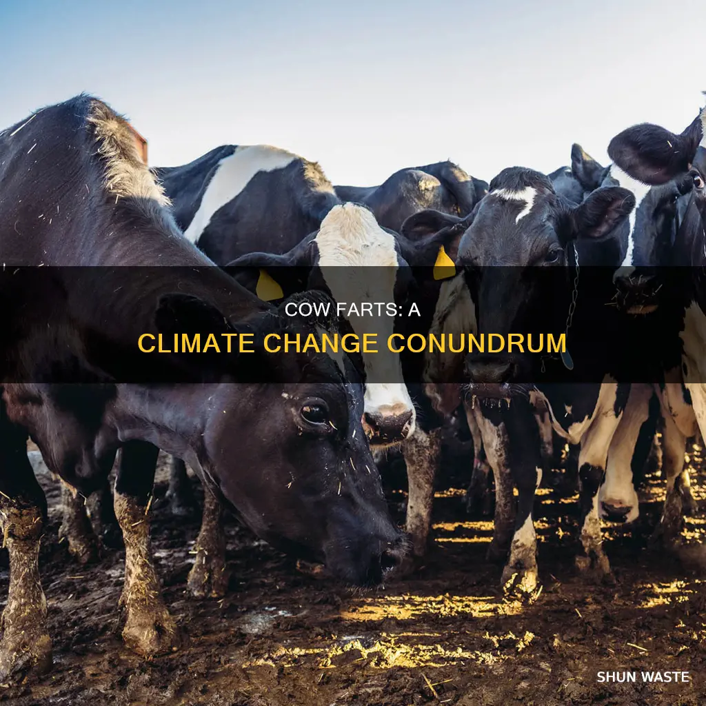 does cow