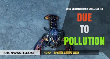 How Pollution Impacts Crayfish Shell Hardness
