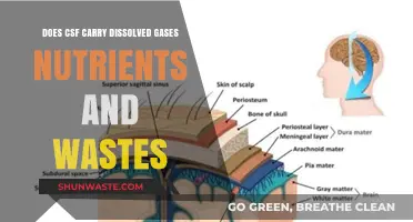 CSF's Role: Transporting Dissolved Gases, Nutrients, and Wastes in the Brain