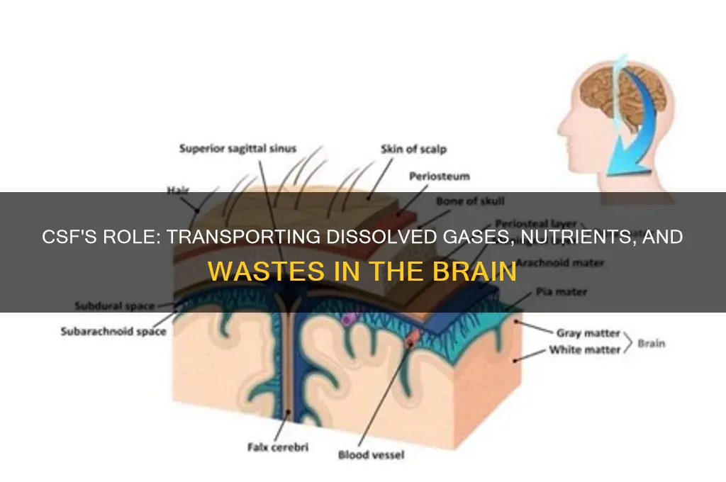 does csf carry dissolved gases nutrients and wastes