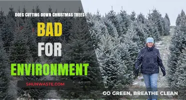 Is Cutting Down Christmas Trees Harmful to the Environment?