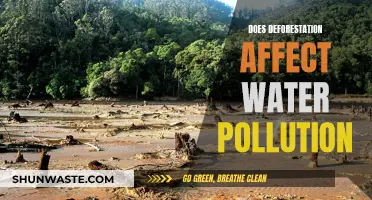 Deforestation's Impact: Water Pollution and Its Devastating Effects