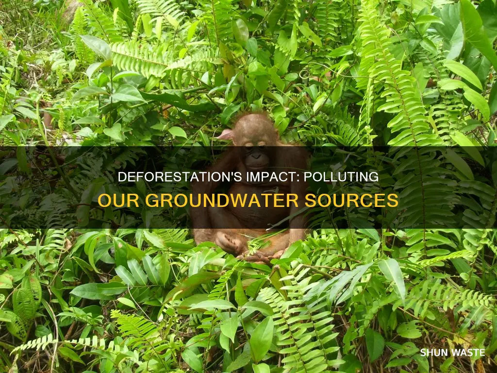does deforestation pollute groundwater