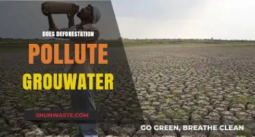 Deforestation's Impact: Groundwater Pollution and More