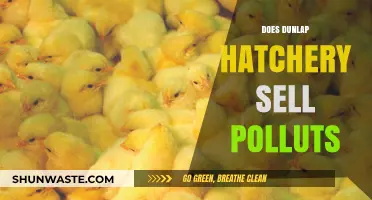 Dunlap Hatchery: Do They Sell Pullets or Polluts?