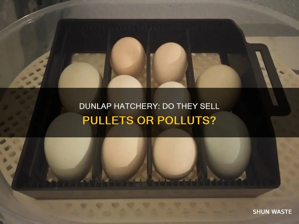 does dunlap hatchery sell polluts