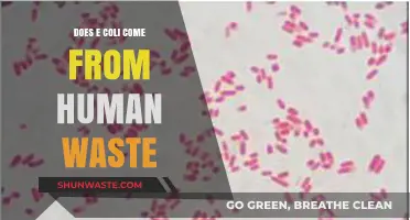 Does E. Coli Originate from Human Waste? Uncovering the Truth