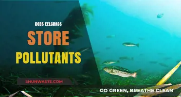 How Eelgrass Holds Pollutants: Nature's Filter Explained
