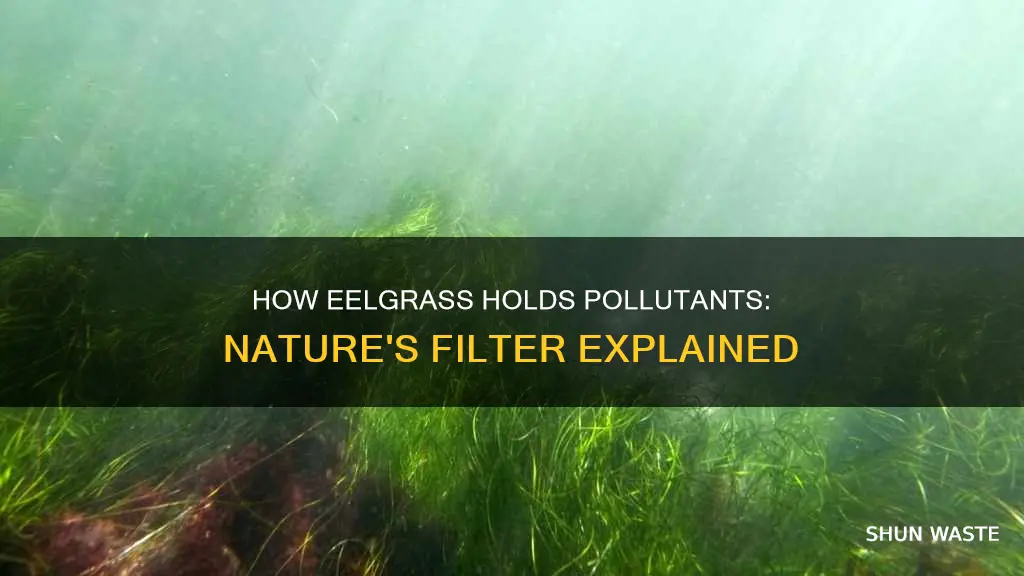 does eelgrass store pollutants