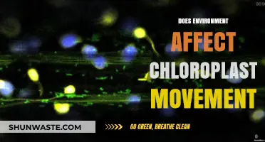 How Environmental Factors Influence Chloroplast Movement in Plant Cells