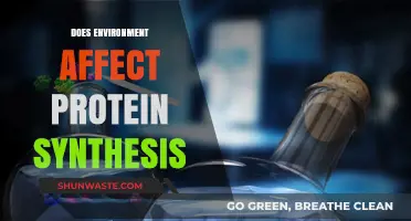 How Environmental Factors Influence Protein Synthesis: Unraveling the Connection