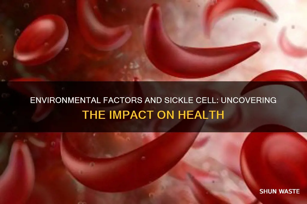 does environment affect sickle cell