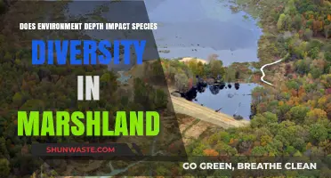 Marshland Biodiversity: How Environment Depth Shapes Species Diversity
