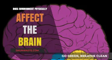 How Environmental Factors Physically Shape Brain Structure and Function
