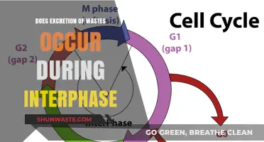 Does Waste Excretion Occur During Interphase? Unraveling Cell Cycle Secrets