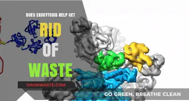 Exocytosis: A Cellular Waste Disposal Mechanism Explained
