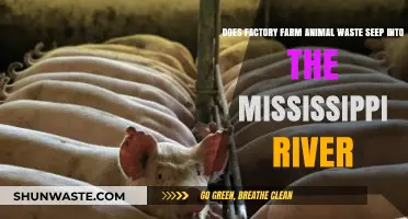 Factory Farm Waste: Mississippi River Contamination Concerns Explored