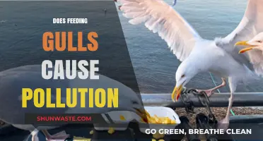 Feeding Gulls: A Recipe for Environmental Disaster?