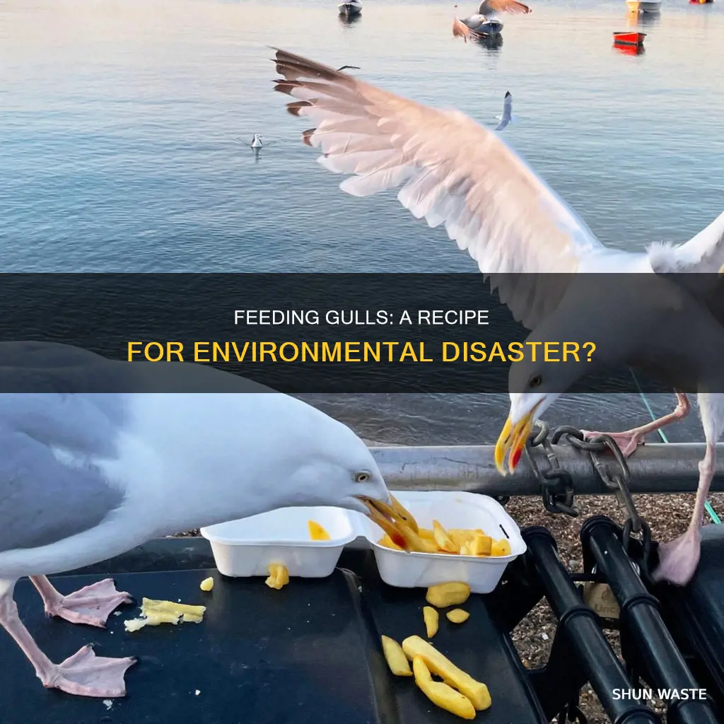 does feeding gulls cause pollution