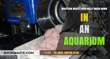 Fish Waste Breakdown: How It Decomposes in Your Aquarium Ecosystem
