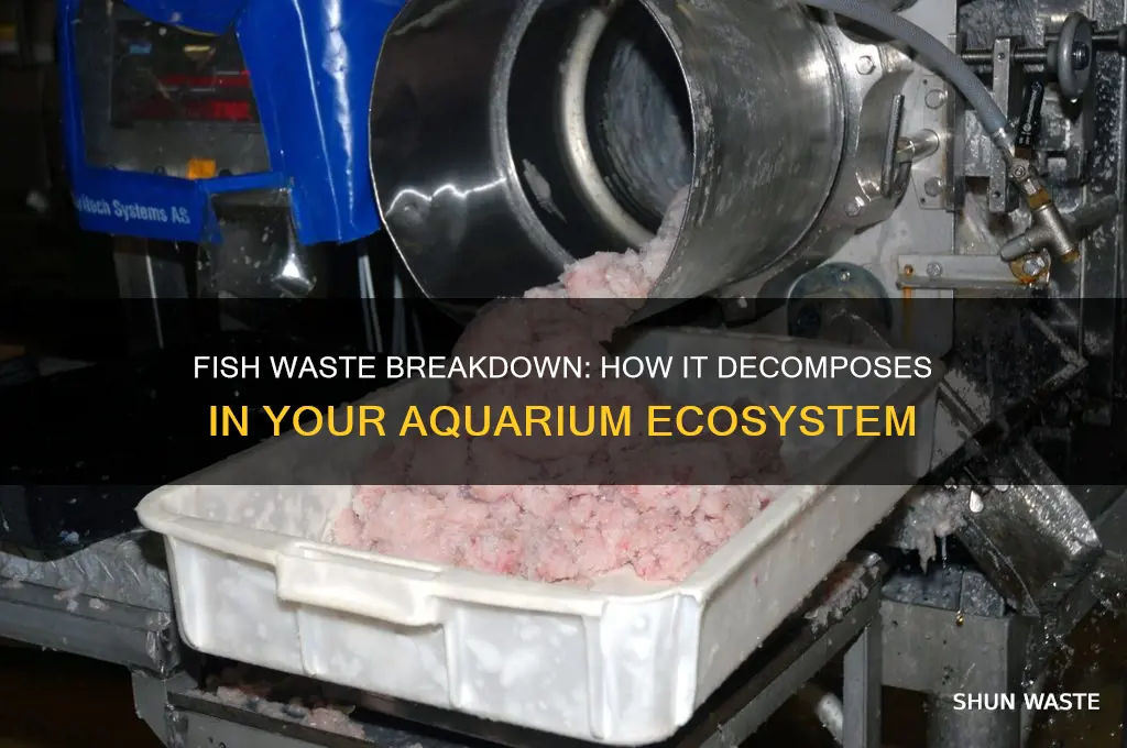 does fish waste eventually break down in an aquarium