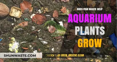 Fish Waste Fertilizer: Boosting Aquarium Plant Growth Naturally Explained