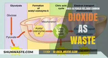 Does Glycolysis Produce Carbon Dioxide as a Waste Product?