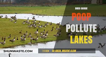 Goose Poop: A Lake Pollutant?