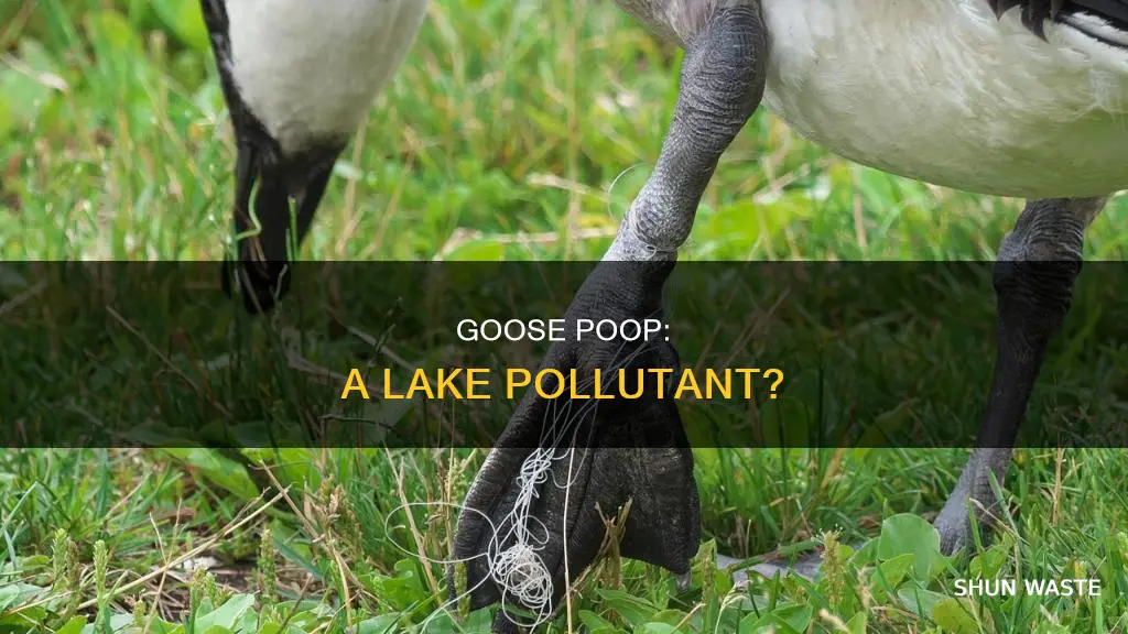 does goose poop pollute lakes