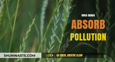 How Grass Absorbs Pollution: Nature's Filter