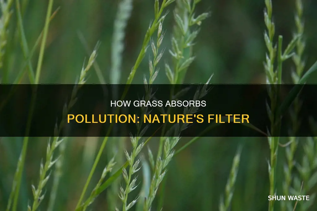 does grass absorb pollution