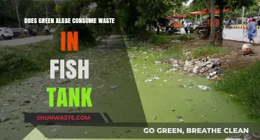 Green Algae's Role in Consuming Waste in Fish Tanks Explained